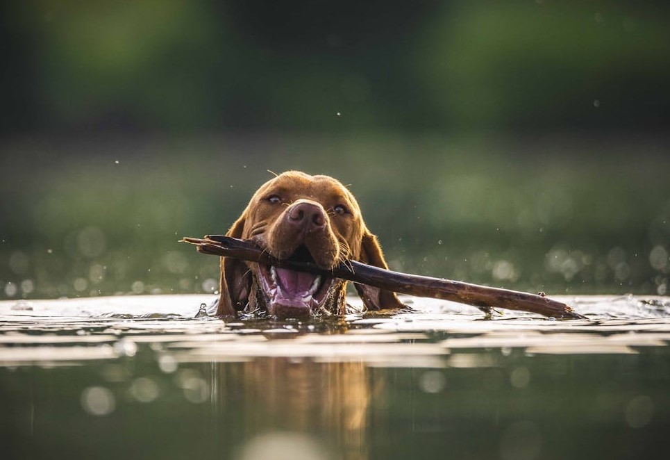 perro en el agua entrenando