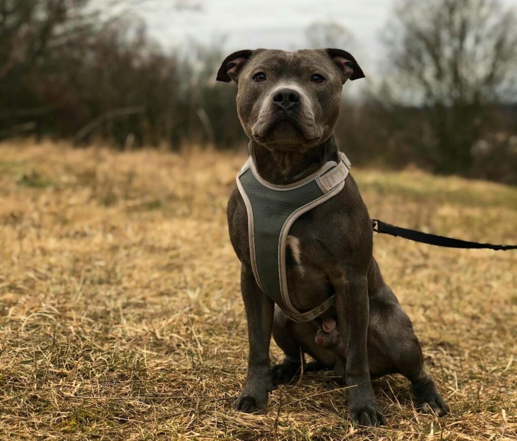 perro protector