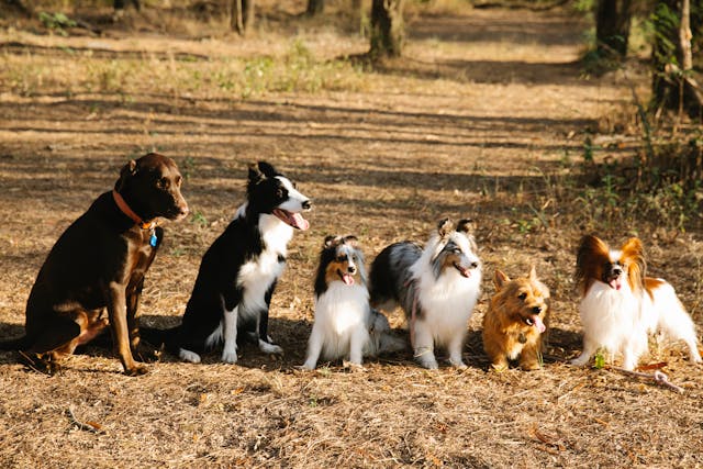 perros en el parque